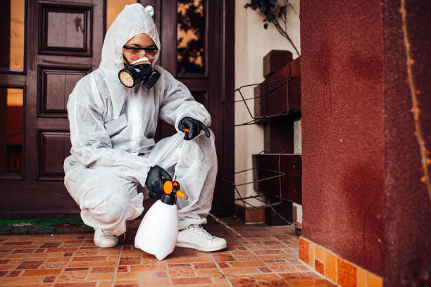 Attic and Crawl Space Rodent Treatment in Springhill