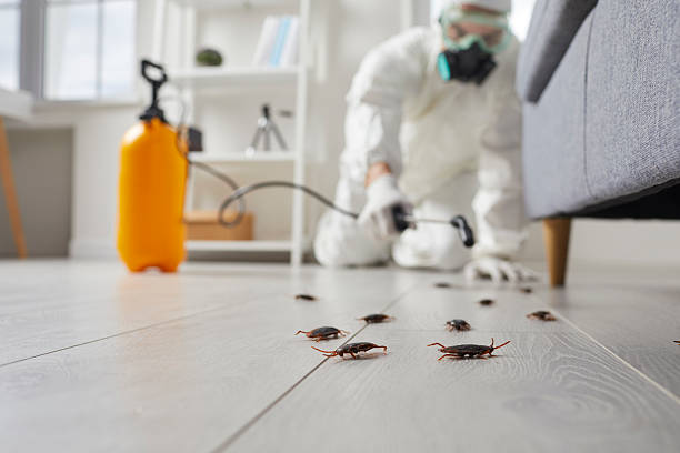 Commercial Rodent Management in Springhill
